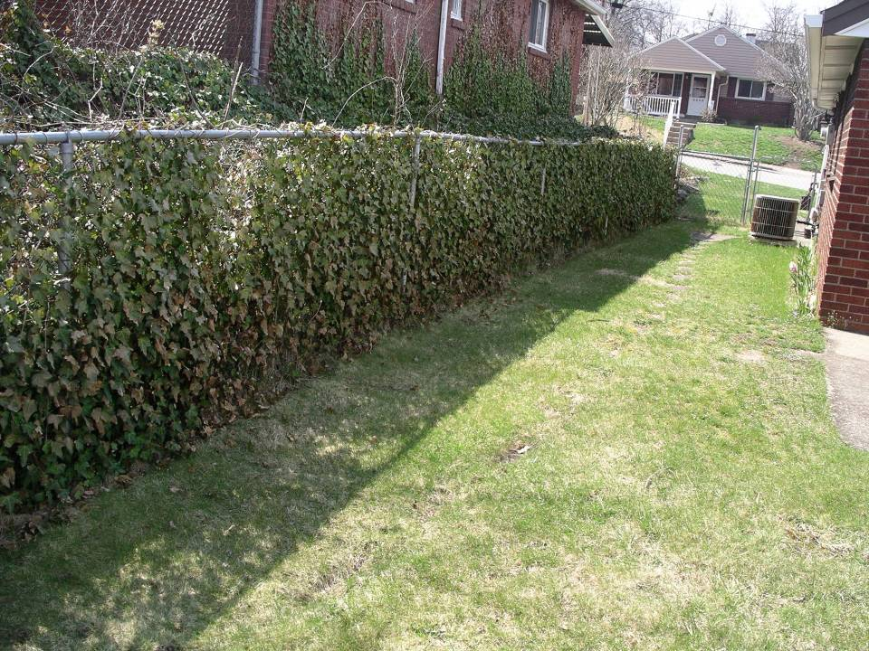 Example of green wall effect on uphill side fence